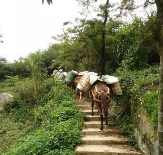 瑞安山区马帮运输