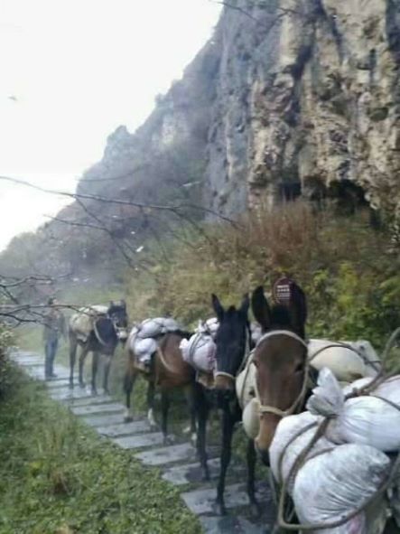 瑞安骡子运输队